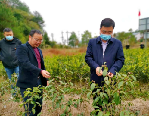 李鹏程深入网岭镇调研乡村振兴驻村帮扶 强